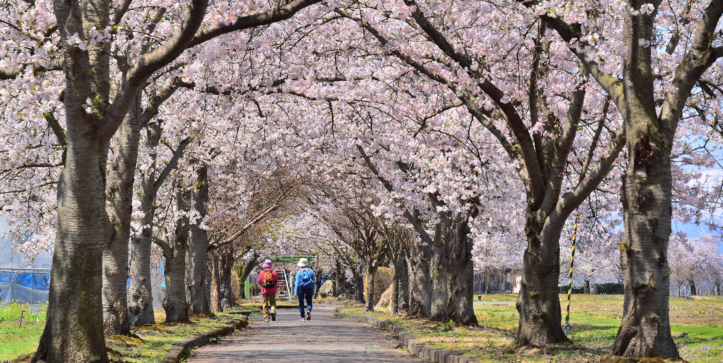 春の緑道