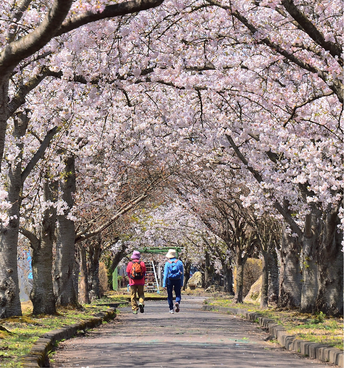 春の緑道